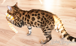 Bengal Cat Züchter